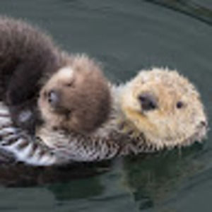 Meet your Posher, Hot